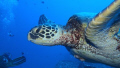   lovely Green Turtle Oahu HawaiiThe eye so human like  